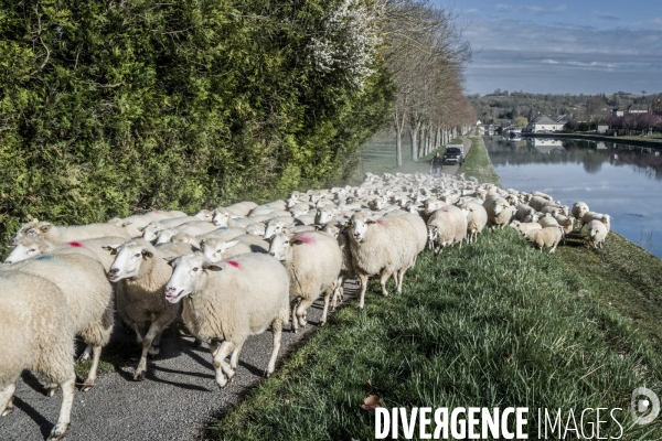 Transhumance des brebis