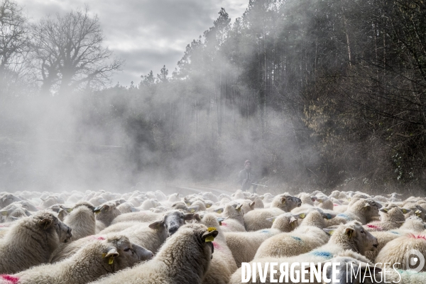 Transhumance des brebis