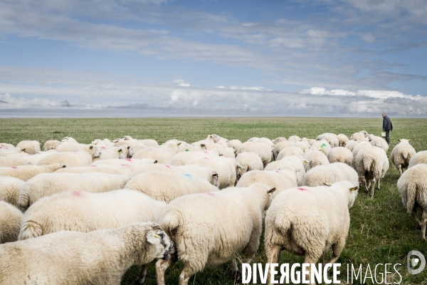 Transhumance des brebis
