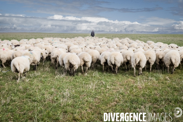 Transhumance des brebis