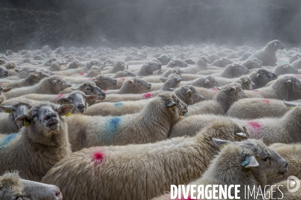 Transhumance des brebis
