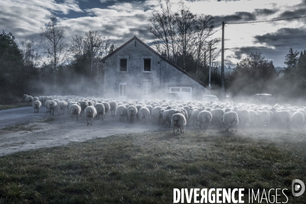 Transhumance des brebis