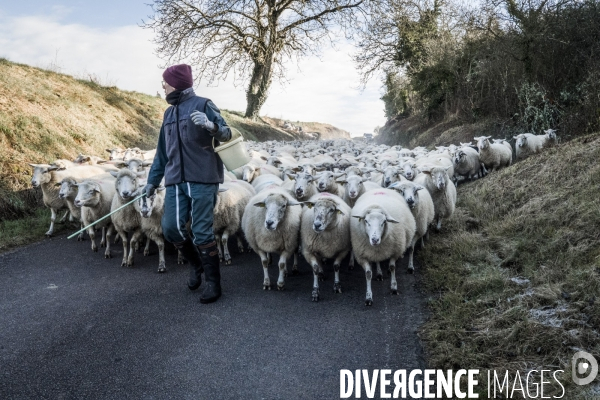 Transhumance des brebis