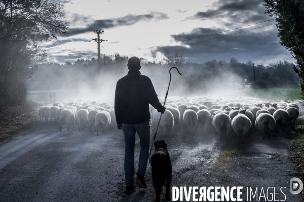 Transhumance des brebis