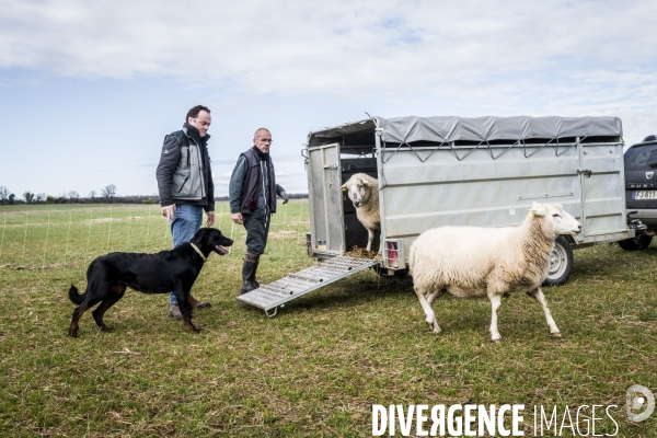 Transhumance des brebis