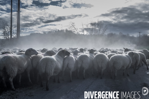 Transhumance des brebis