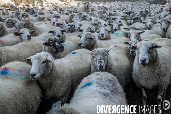 Transhumance des brebis