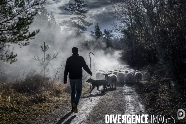 Transhumance des brebis