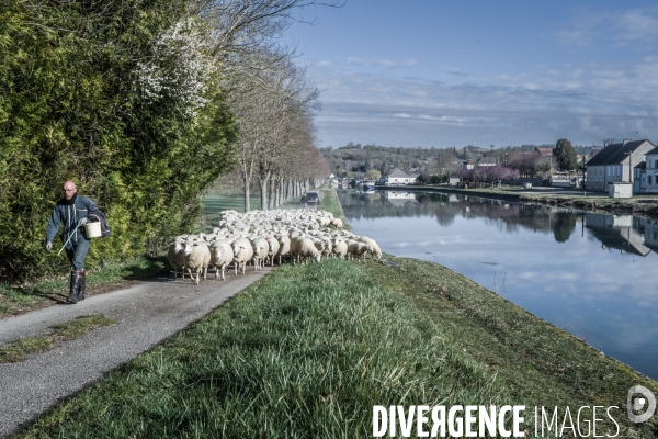 Transhumance des brebis