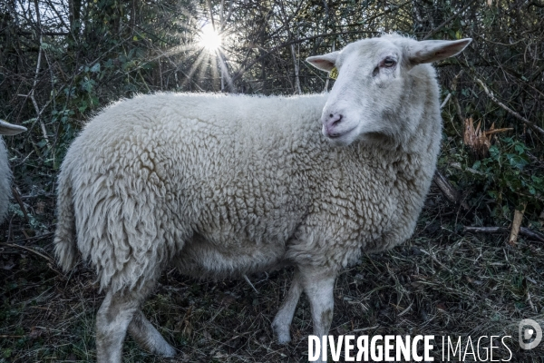 Transhumance des brebis