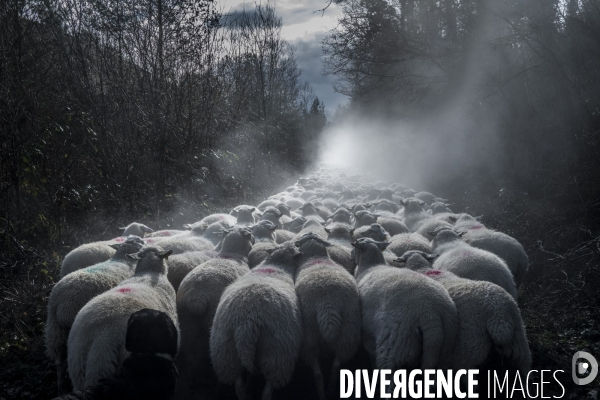 Transhumance des brebis