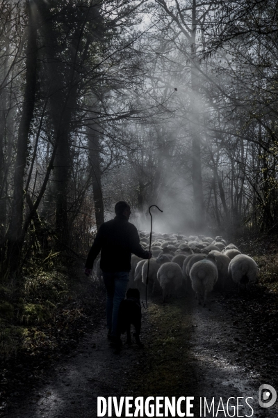 Transhumance des brebis