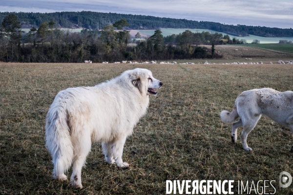 Transhumance des brebis