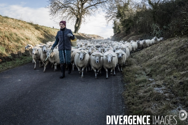 Transhumance des brebis