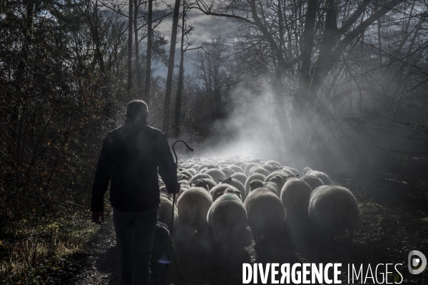 Transhumance des brebis