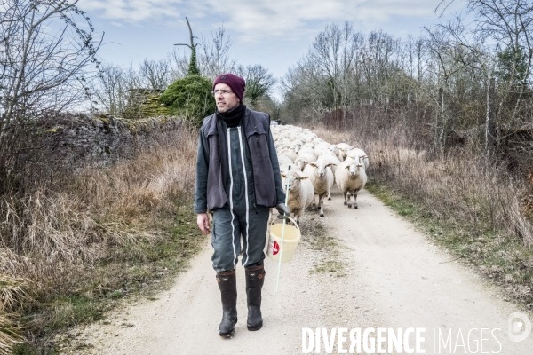 Transhumance des brebis