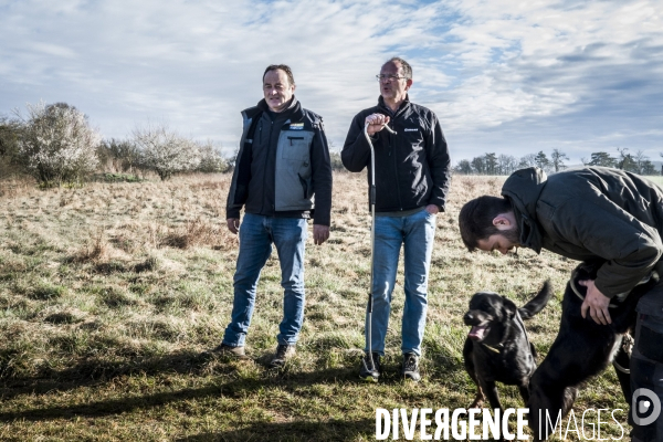 Transhumance des brebis
