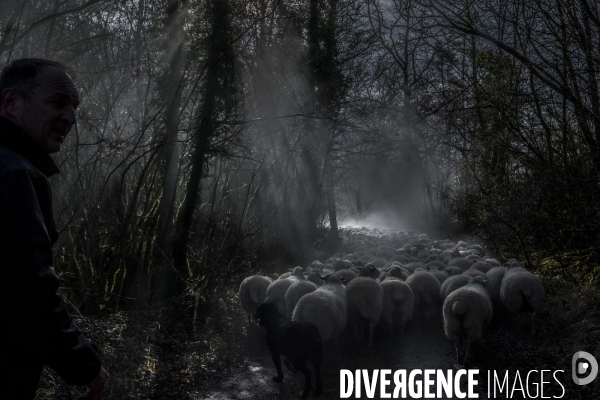 Transhumance des brebis