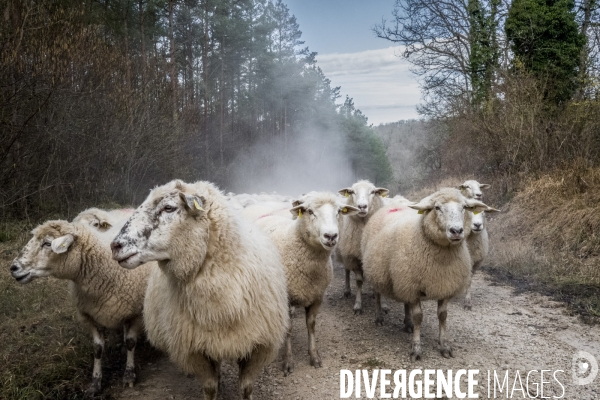 Transhumance des brebis