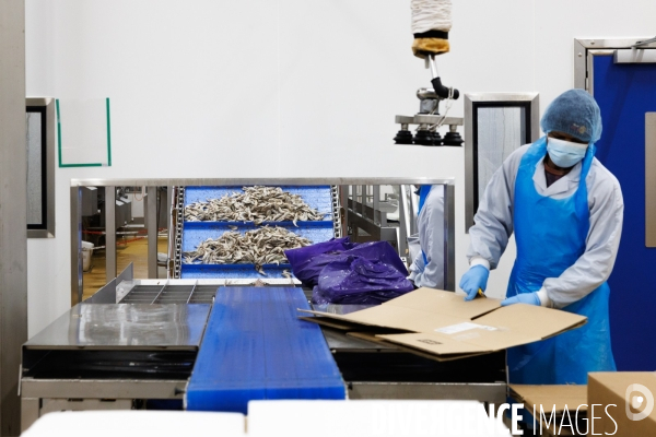 Usine de crevettes