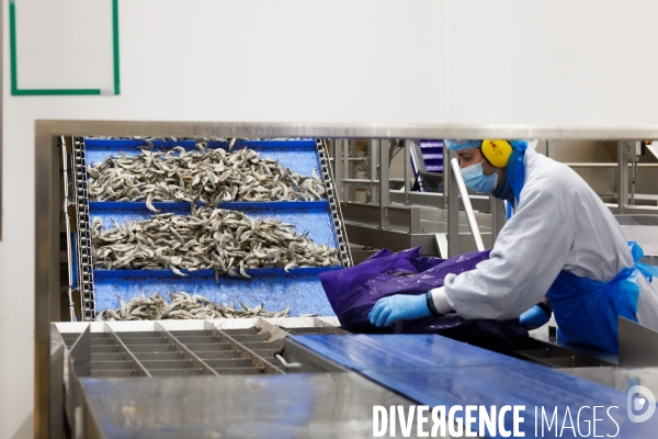 Usine de crevettes