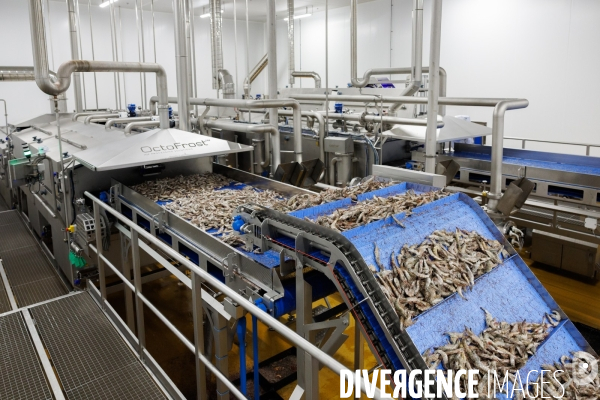 Usine de crevettes