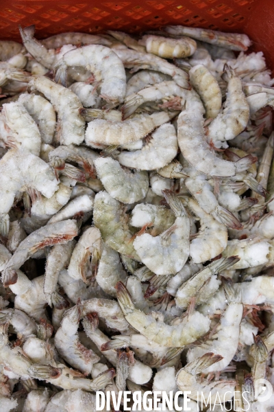 Usine de crevettes
