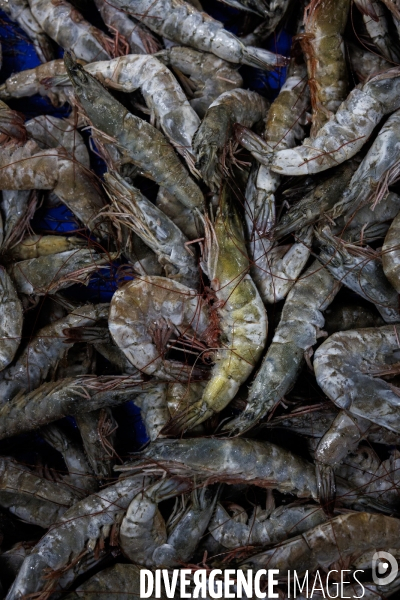 Usine de crevettes