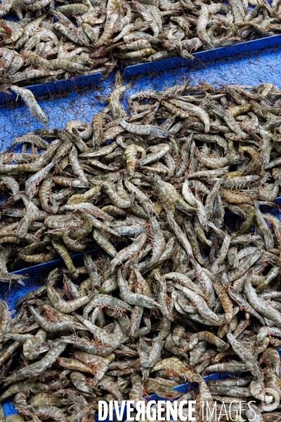 Usine de crevettes