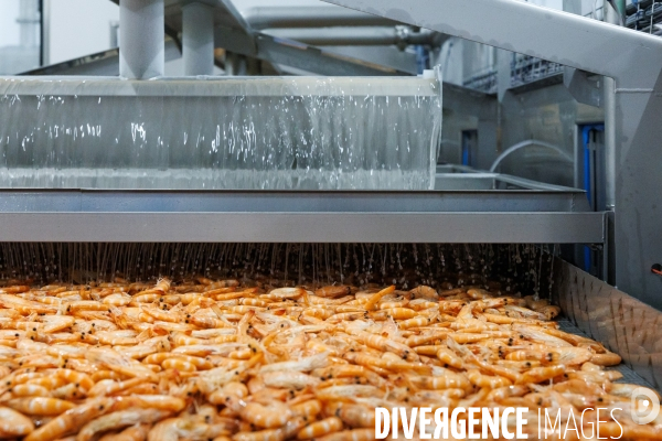 Usine de crevettes