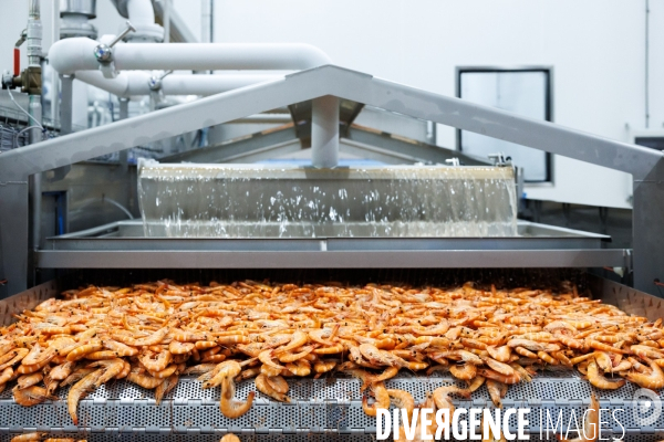 Usine de crevettes