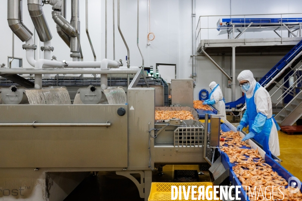 Usine de crevettes