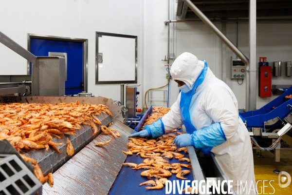 Usine de crevettes