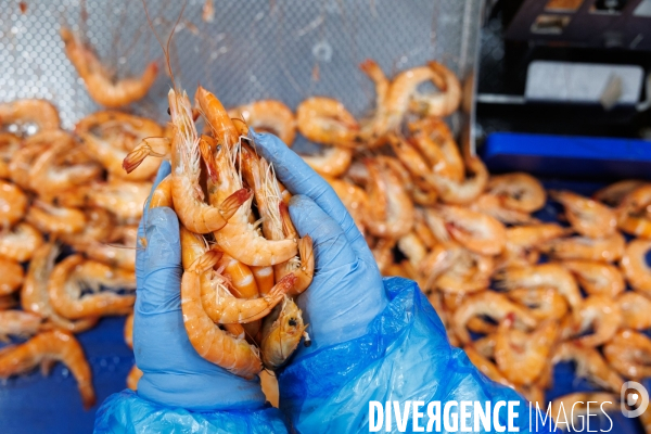 Usine de crevettes