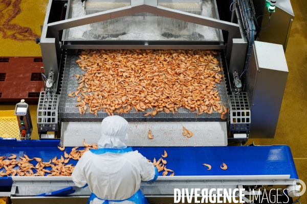 Usine de crevettes