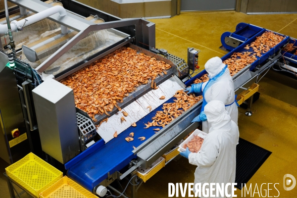 Usine de crevettes