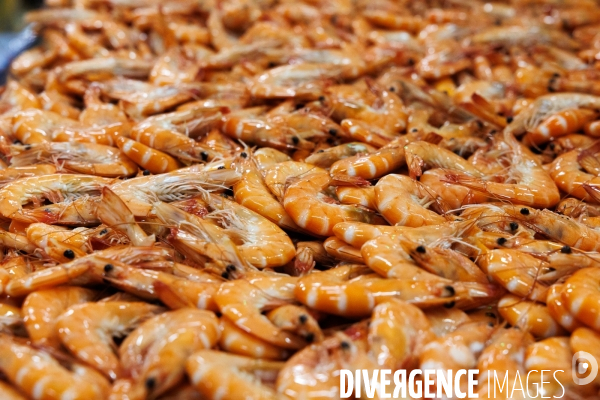 Usine de crevettes