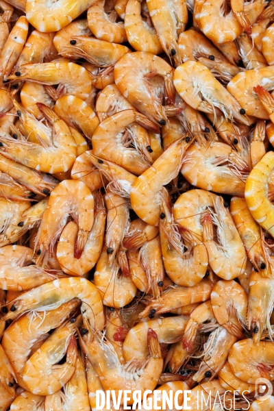 Usine de crevettes