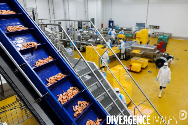 Usine de crevettes