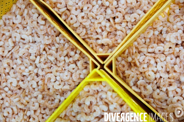 Usine de crevettes