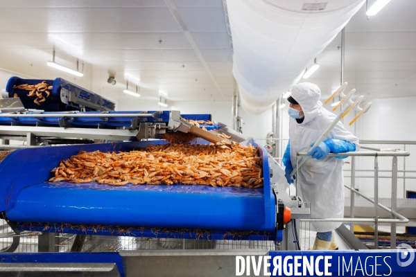 Usine de crevettes