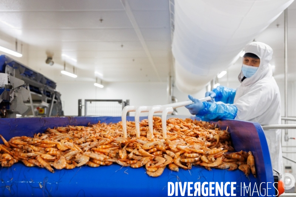Usine de crevettes