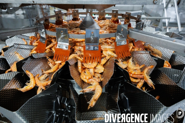 Usine de crevettes