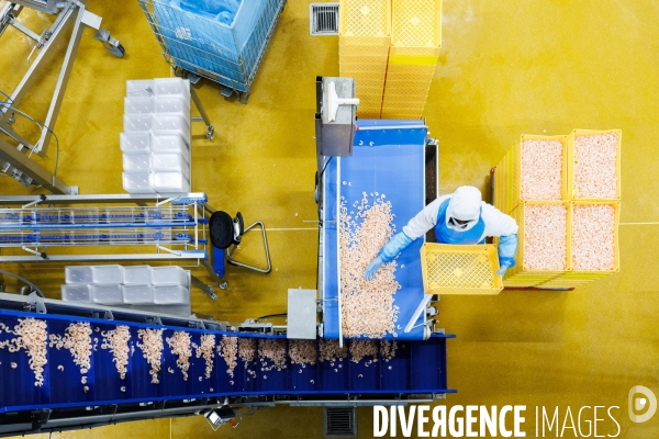 Usine de crevettes