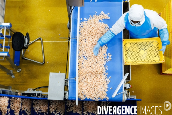 Usine de crevettes