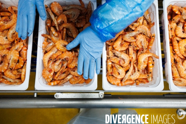 Usine de crevettes