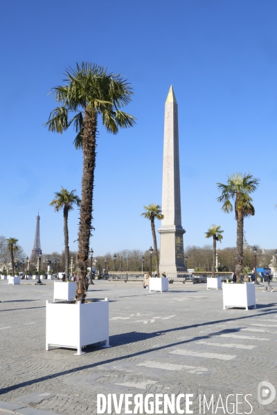 Les palmiers de la place de la concorde