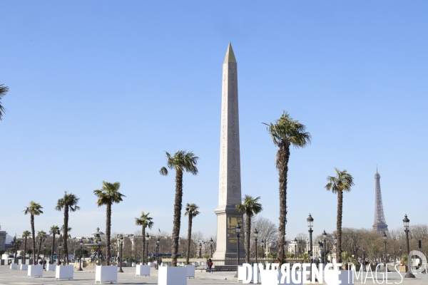 Les palmiers de la place de la concorde