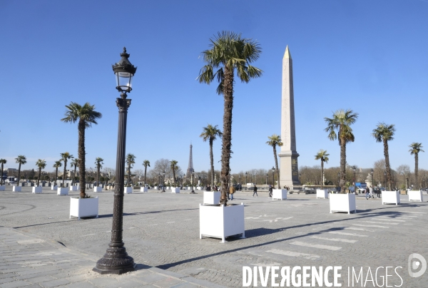 Les palmiers de la place de la concorde