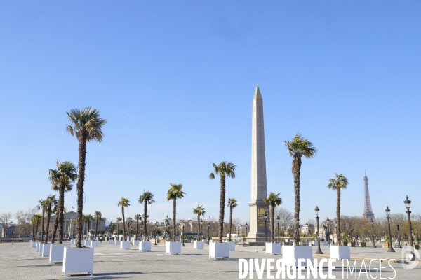 Les palmiers de la place de la concorde